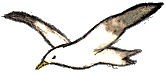 Seagull